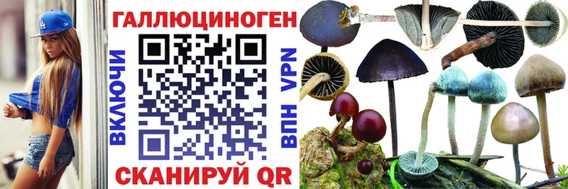 Купить где  Пошехонье  Галлюциногенные грибы Cubensis 